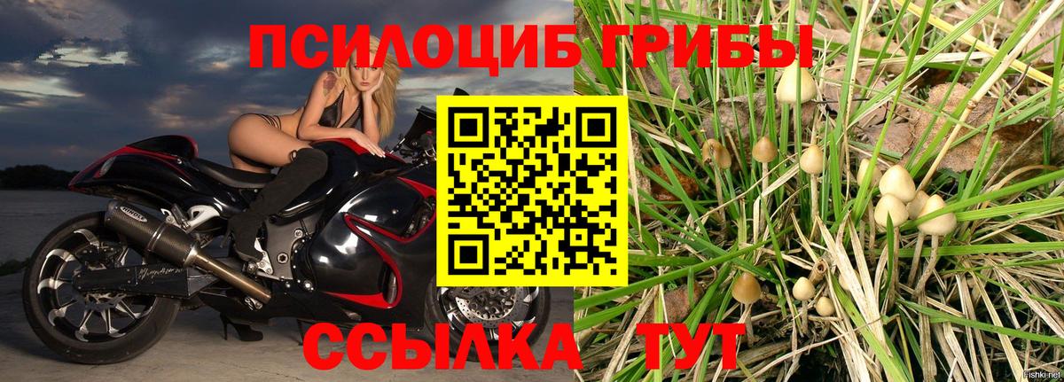 Галлюциногенные грибы Cubensis Каменка