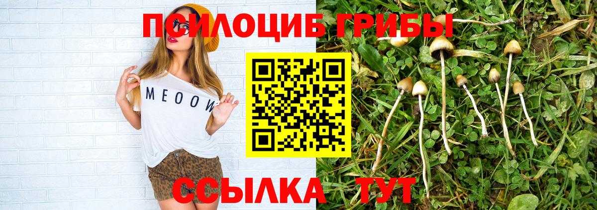 Каменка  Галлюциногенные грибы Cubensis  Вход с VPN 